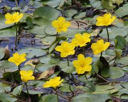 Image result for Nymphoides milnei