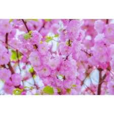 Summer brings lush green foliage that provides about as perfect filtered shade as you can get. Online Orchards Shogetsu Cherry Blossom Tree Bare Root 3 Ft To 4 Ft Tall Flch007 The Home Depot In 2021 Flowering Cherry Tree Tree With Red Flowers Blossom Trees