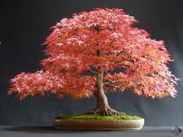 443 likes · 6 talking about this. Jim Doyle Bonsai Empire