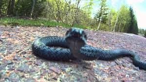 Its venom is also equal to the venom of a bee sting. Huggorm Maj 2012 Wmv Youtube