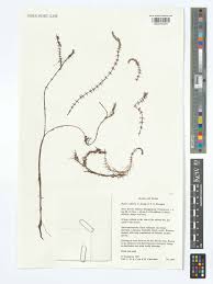 Image result for Wiesneria