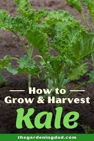 How To Grow Kale From Seed 6 Quick Tips The Gardening Dad Growing Kale Harvesting Kale Planting Herbs