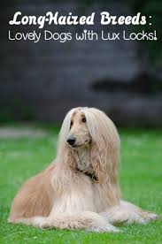 Long Haired Dog Breeds Long Haired Dog Breeds