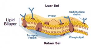 Untuk membantu pemahaman tak lupa kami. Organel Sel Hewan Fungsi Struktur Pengertian Gambar