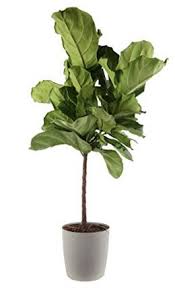 Get it from amazon canada for $29.97. The Best And Easiest Indoor Houseplants That Won T Die On You