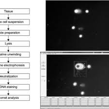 Trouvez des avis et des évaluations de clients réels ou new companies. Pdf Recent Advances In In Vivo Genotoxicity Testing Prediction Of Carcinogenic Potential Using Comet And Micronucleus Assay In Animal Models