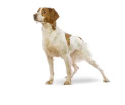 Epagneul Breton Cani Razza