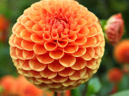 54 top photos dahlien wann pflanzen / wann pflanze ich dahlien. Dahlien Georgien Pflanzen Pflege Sorten Gartentipps