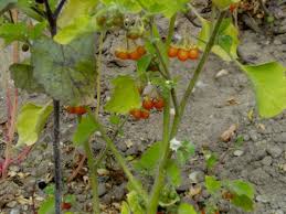 Image result for Solanum villosum