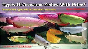 Types Of Arowana Fish With Prices In India Red Arowana Golden Silver Jardini Leichardti