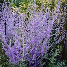Perovskia atriplicifolia 'blue spire' will tolerate dry, chalky soils and costal sites well. Perovskia Blue Spire Russian Sage Little Spire Garden Plants
