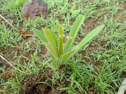 Image result for Eriosema shirense