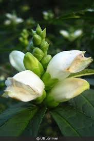 Image result for Blotiella glabra