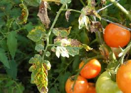 Diseases due to unfavorable environmental conditions are sometimes called. Midwest Gardening Choose Grow Harvest