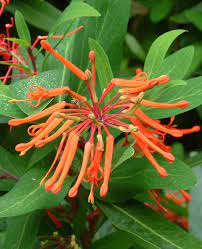 Check spelling or type a new query. Embothrium Lanceolatum Trevena Cross