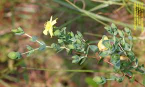 Image result for Hypericum humbertii
