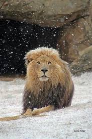 Makes Me Think Of Narnia If You Have Not Seen It You Need To It S Amazing Animals Animals Beautiful Cute Animals