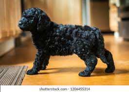 Playful energetic loyal and the sweetest puppy he is great with children of all ages has had first round of vaccines only serious inquires. Portrait Cute Labradoodle Puppy Dog Stock Photo Edit Now 1206455314