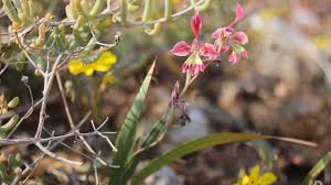 Image result for Gladiolus trichonemifolius