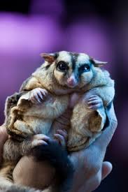 Sugar Gliders Adorable But A Huge Commitment Sugar Glider Cute Animals Baby Animals