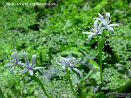 Image result for Heteranthera