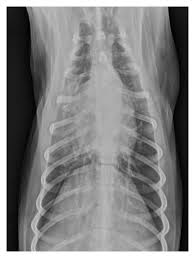 Your veterinarian may recommend an fna and cytology or a biopsy, to confirm the diagnosis, and determine exactly what kind of lung cancer is present. Imaging Evaluation Of Dogs And Cats With Dysphagia
