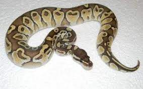 The Butter Ball Python Is Very Similar In Appearance To The Lesser Ball Python But They Come From A Complete Different B Ball Python Morphs Ball Python Python