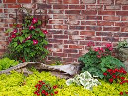 See more ideas about climbing clematis, clematis, trees to plant. Pin On My Country Garden