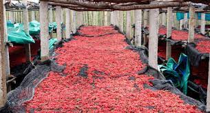 Check spelling or type a new query. Schisandra Ultimate Superberry Medicine Hunter