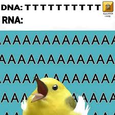 تعتمد عملية تصنيع البروتين على فك شيفرة الحمض النووي الوراثي dna وتتضمن هذه العملية عدة خطوات تبدأ بعملية نسخ أو transcription للحمض النووي بواسطة fruit pear