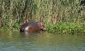 The hippo singapore pass is developed and designed for independent travellers, with the purpose of making it easier to enjoy singapore for less. Must See There S A Hippo In My Pool The Citizen