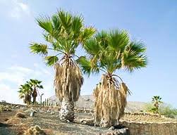 Image result for Washingtonia