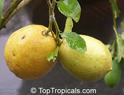 Image result for Citrus × limon