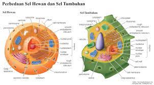 Maybe you would like to learn more about one of these? 20 Perbedaan Sel Hewan Dan Sel Tumbuhan Lengkap Tabel Markijar Com