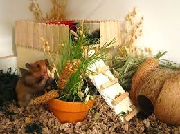 Super Cute Love The Ladder And Little Loft The Varieties Of Hamster Safe Plants And The Little Syrian Hammy In The B Hamster Diy Hamster Hamster Habitat