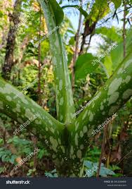 Image result for Anchomanes