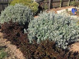 Image result for Podalyria