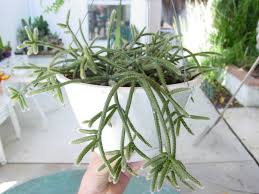 Image result for Rhipsalis baccifera