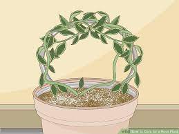 How To Care For A Hoya Plant Hoya Plants Plants Plant Life