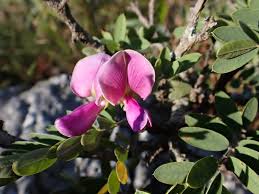 Image result for Tephrosia aequilata