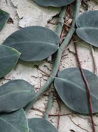 Rhaphidophora hayi is a shingling aroid from tropical asia, closely related to monsteras and philodendrons. Rhaphidophora Korthalsii Starter Plant Kens Philodendrons