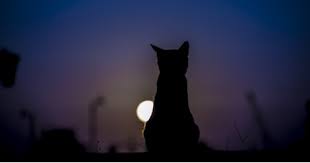 Or consider adopting a second kitty so they can keep each other company. What To Do If Your Neighborhood Cat Keeps Meowing At Night Archie Cat