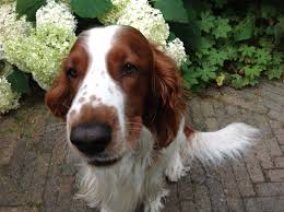 sweet wels springer spaniel mellow