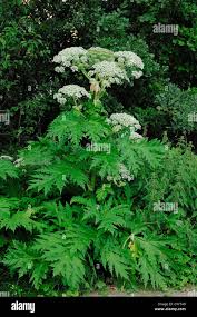 Image result for Heracleum