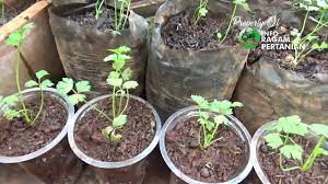 Lanjutkan menerapkan pupuk kandang 1 sdt per tanaman setiap minggu. Bahan Pupuk Seledri Di Polybag Agar Cepat Besar Youtube
