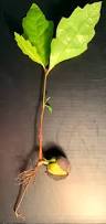 Image result for oak sapling