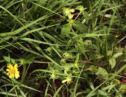 Image result for Aspilia pluriseta