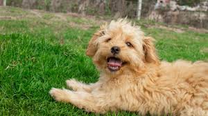 What are the differences in the various size doodles? The Petite Goldendoodle Mixed Breed Designer Dog And Teddy Bear