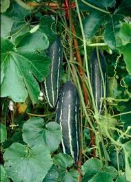 Image result for Cucumis quintanilhae
