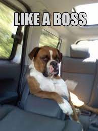 13 Boss Things Ideas Bones Funny Funny Pictures Funny